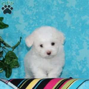 Joseph, Maltipoo Puppy